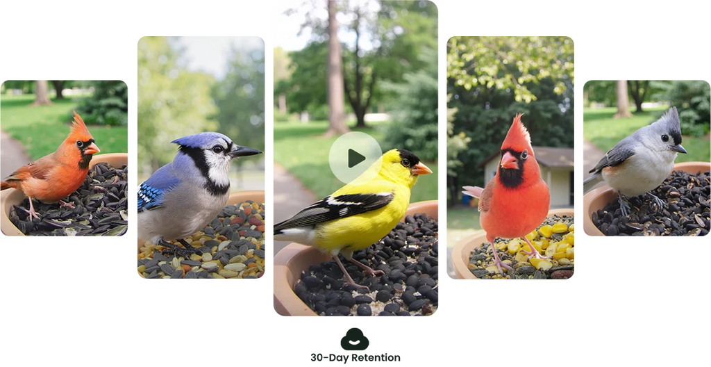 Birdfy Smart Bird Feeder with Camera