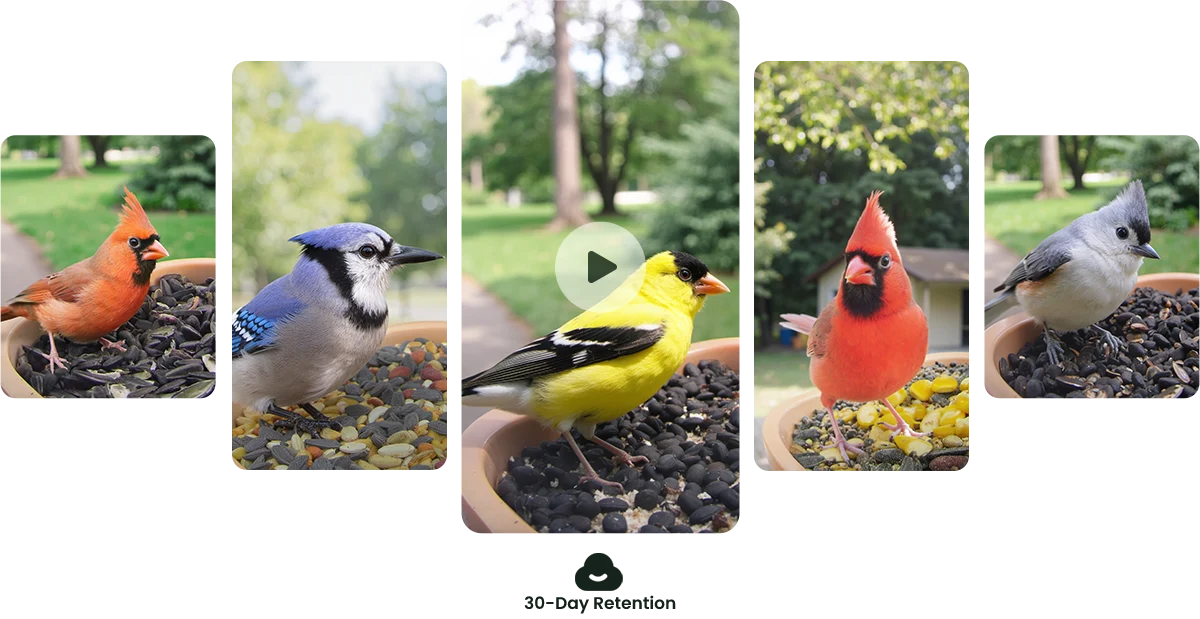 Birdfy Smart Bird Feeder with Camera