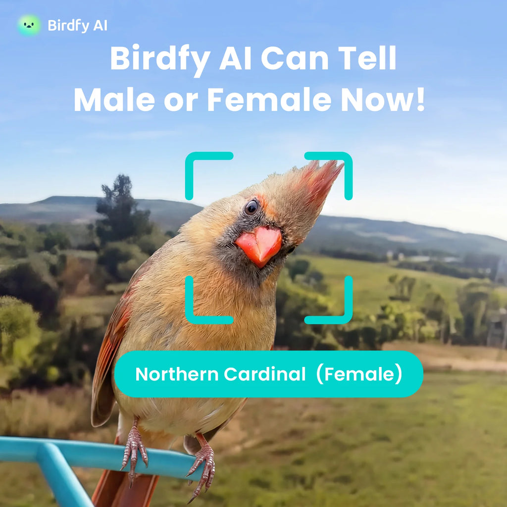 Birdfy Smart Bird Feeder with Camera