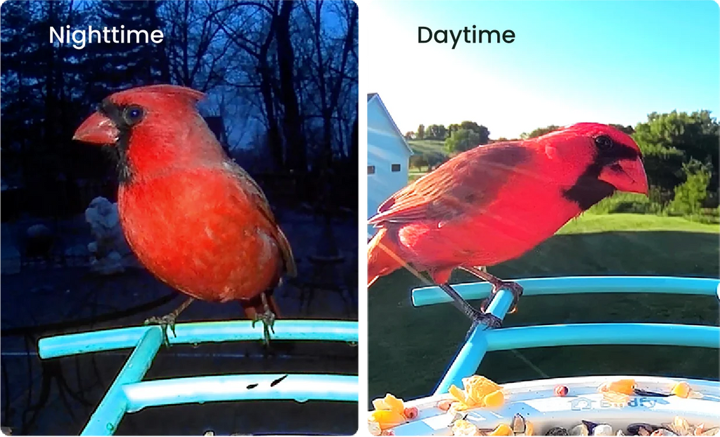 Birdfy Smart Bird Feeder with Camera