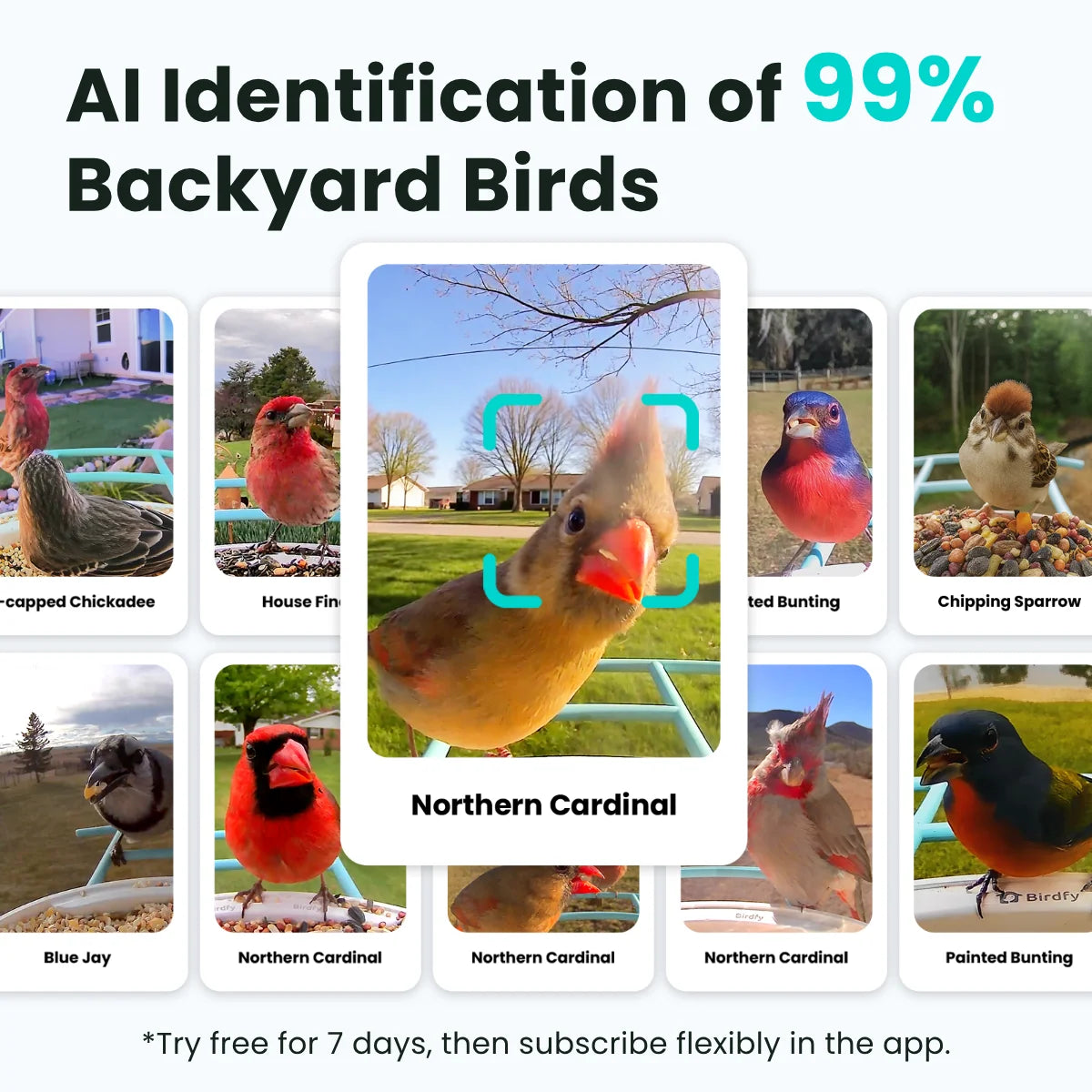 Birdfy Smart Bird Feeder with Camera