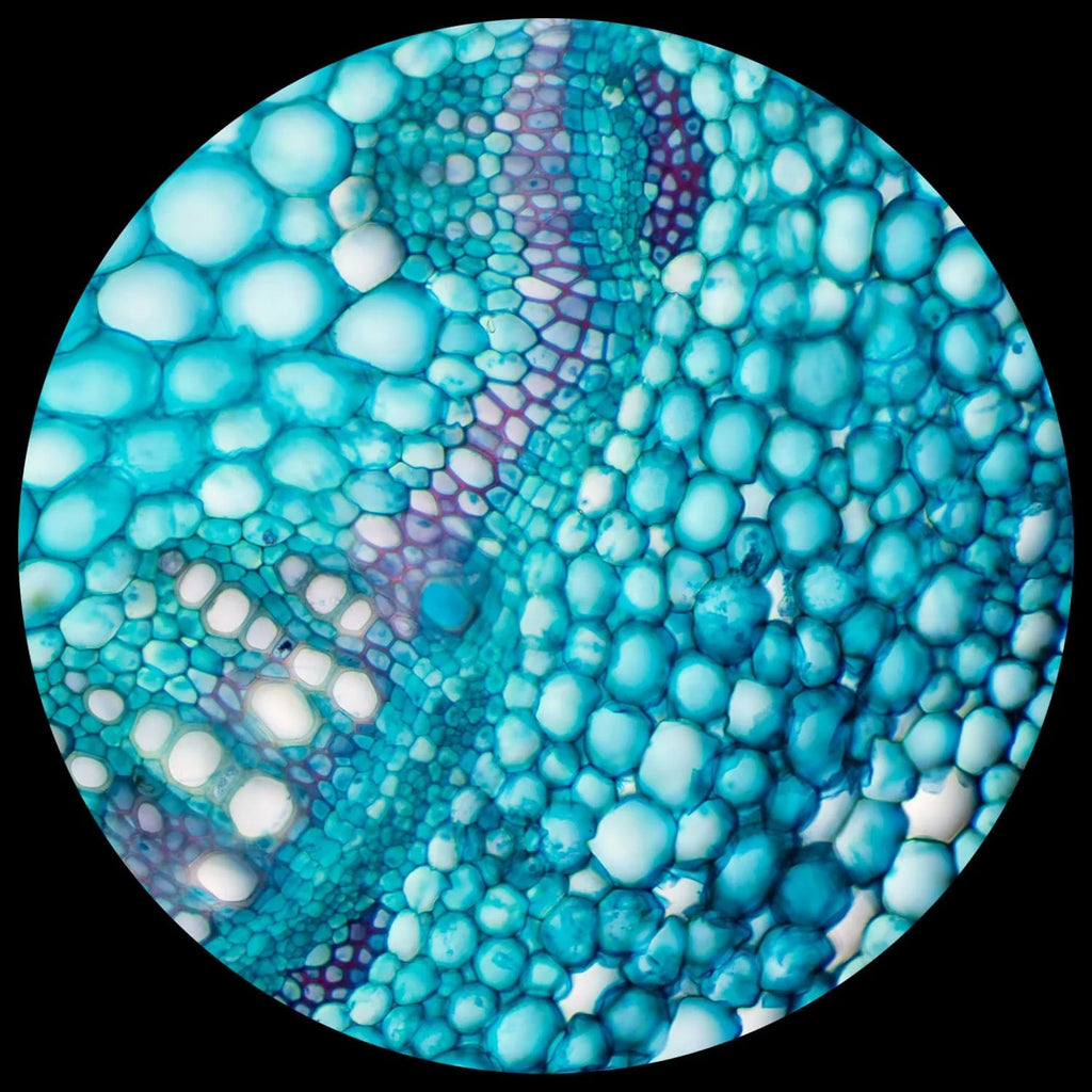 AmScope Compound Microscope