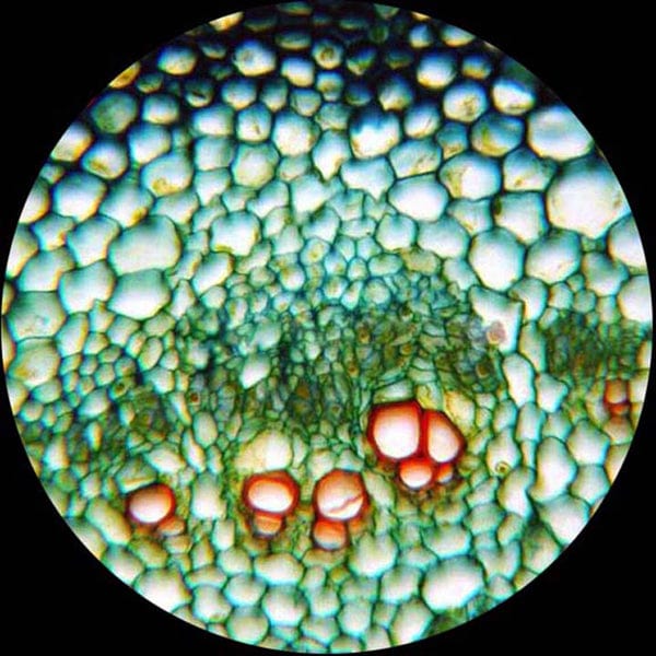 AmScope Binocular Compound Microscope