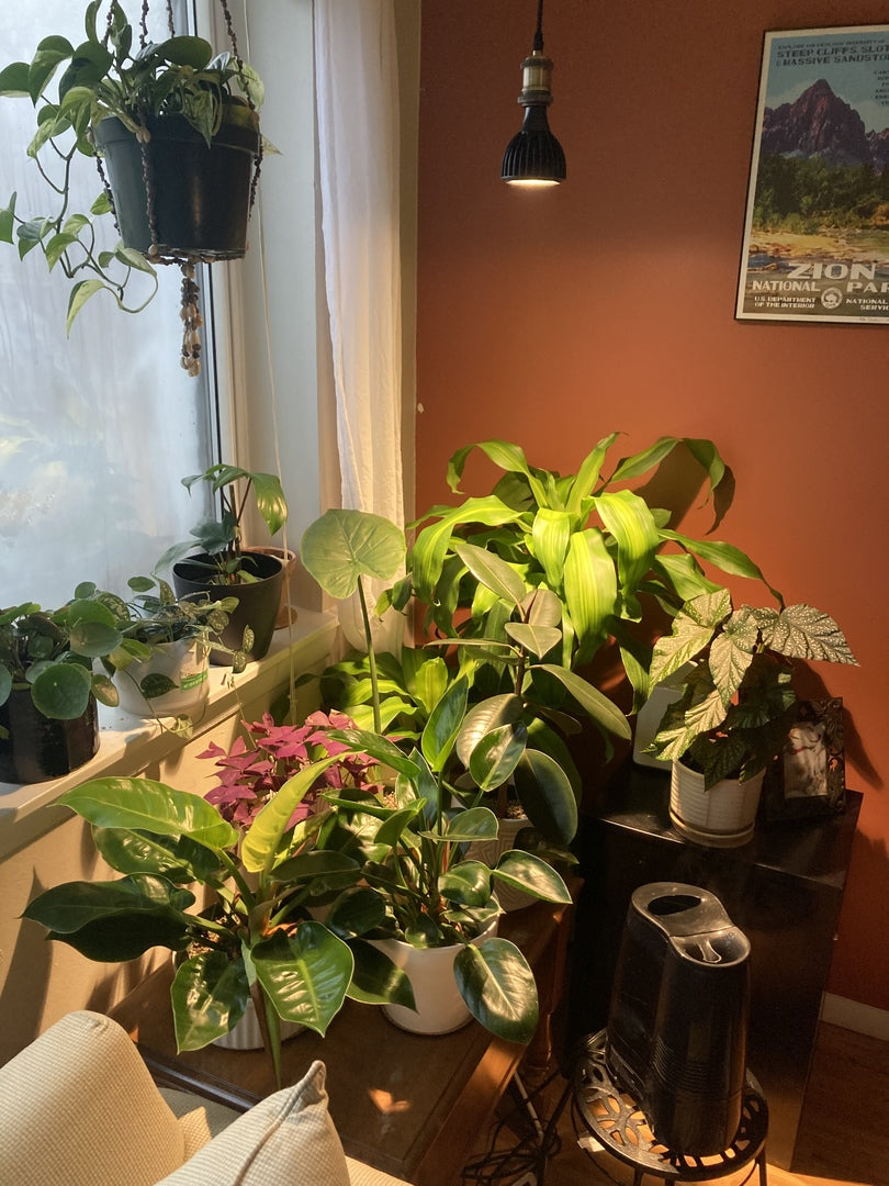 Soltech Dimmable LED Grow Light Bulb