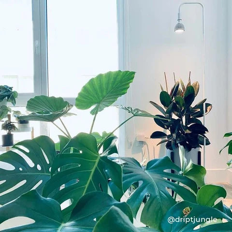 Soltech Dimmable LED Grow Light Bulb