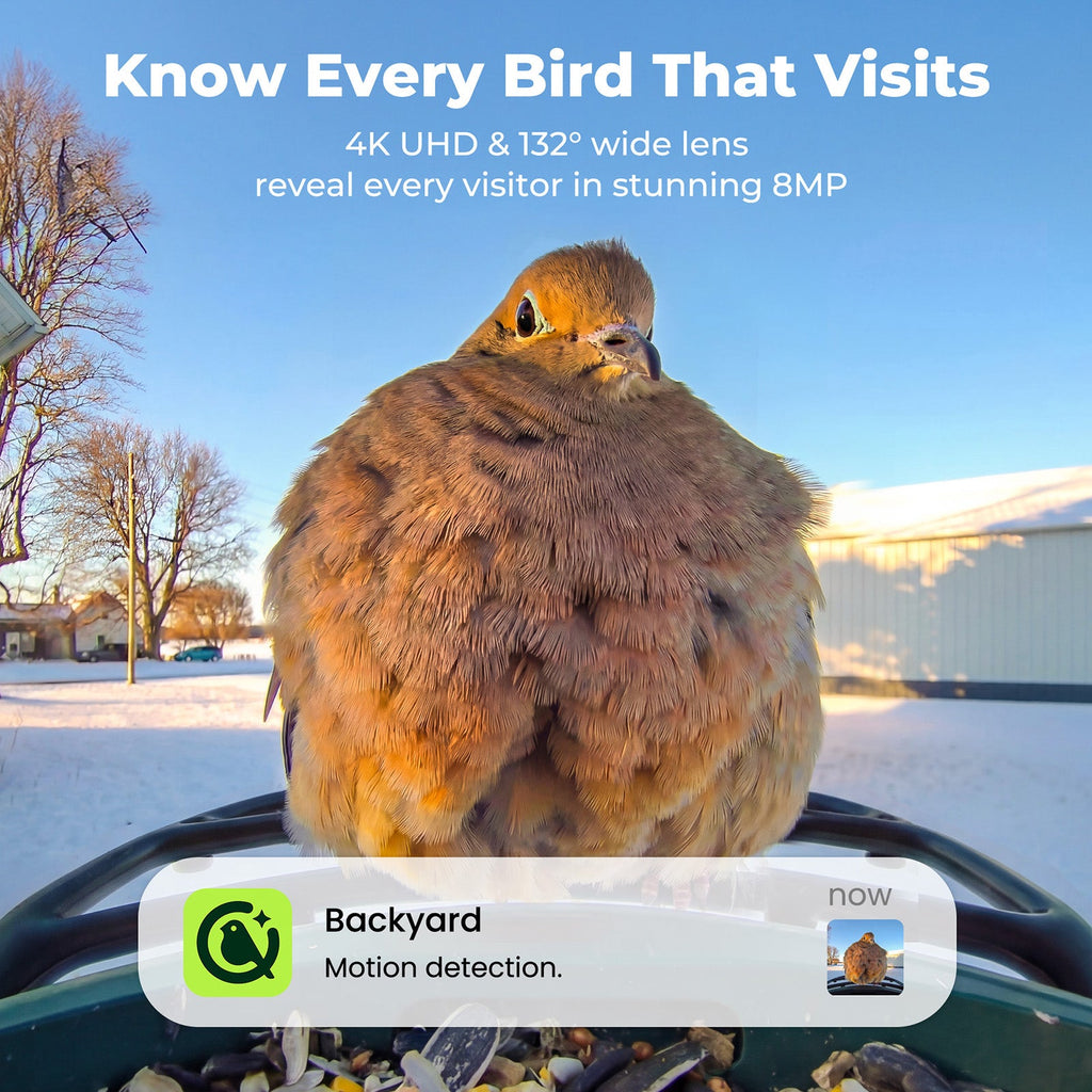 Kiwibit Bird Feeder Camera