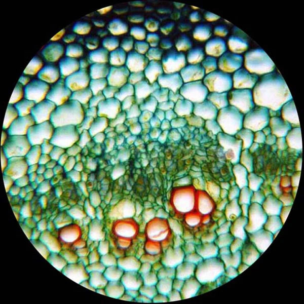 AmScope Dual-Illumination Monocular Microscope Kit