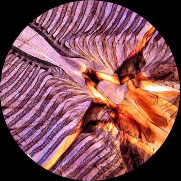 AmScope Monocular Microscope Kit