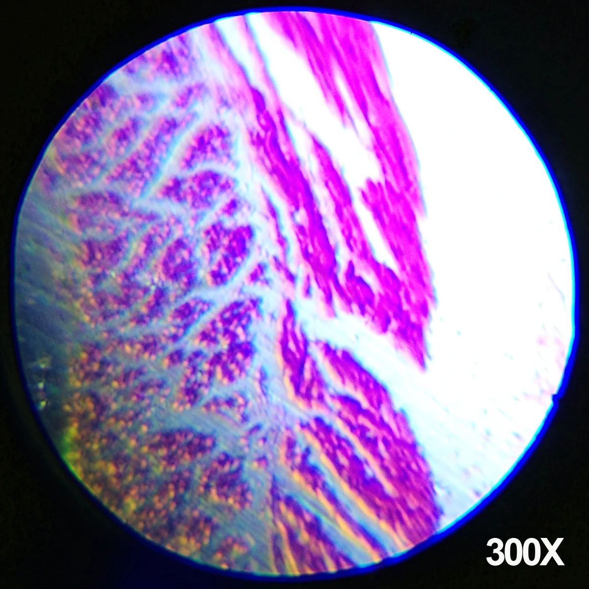 IQCREW Monocular Microscope Kit
