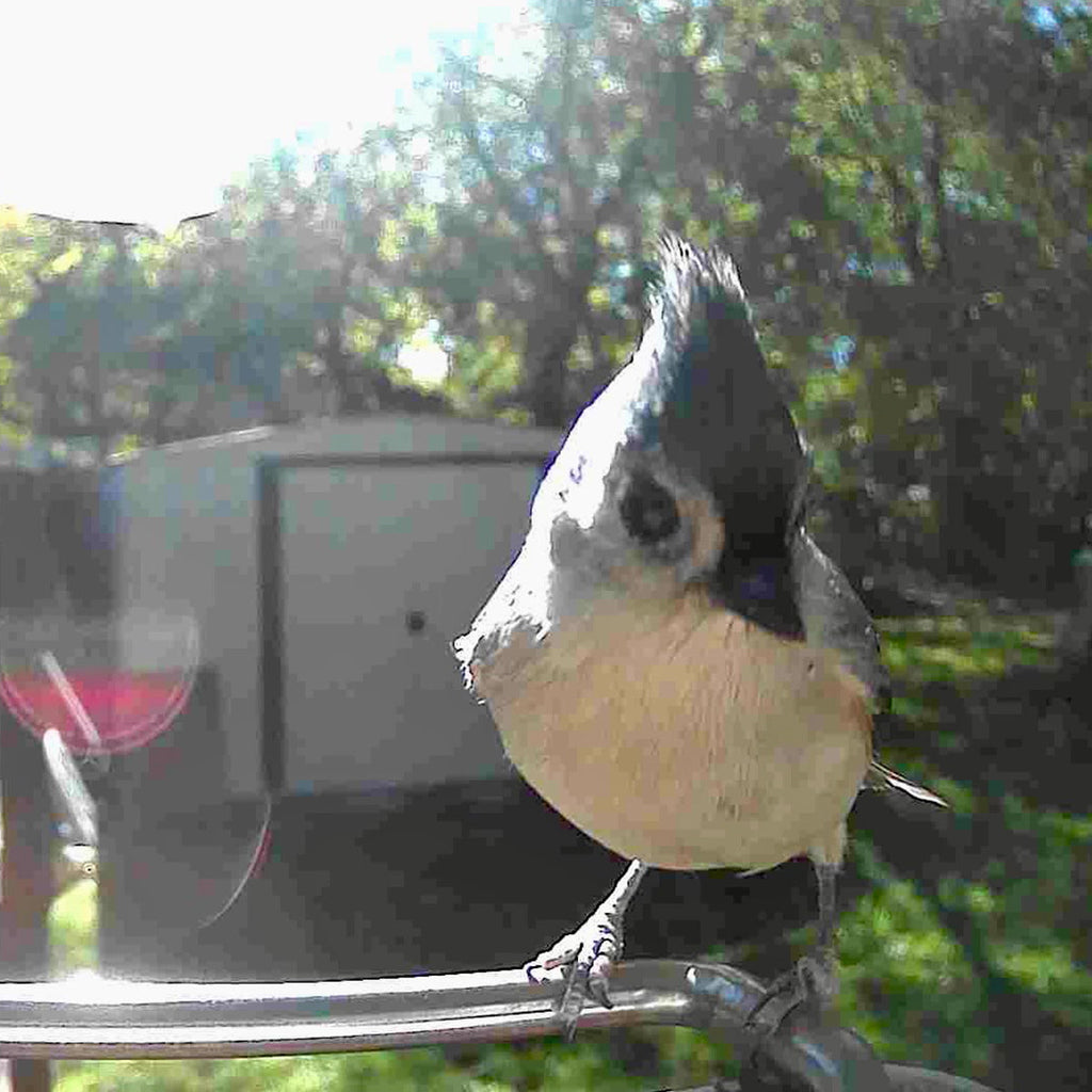 Sharper Image Smart Camera Bird Feeder