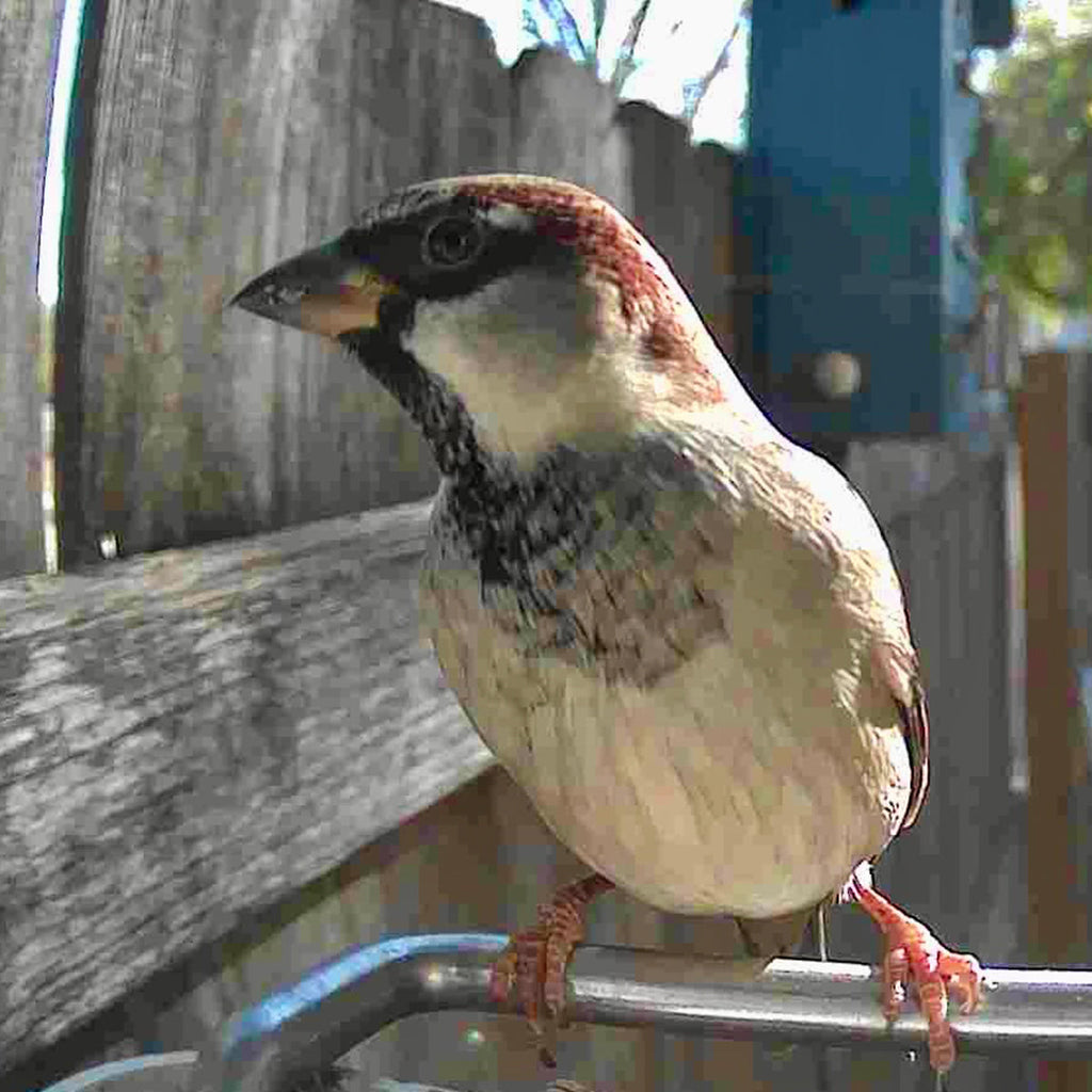 Sharper Image Smart Camera Bird Feeder