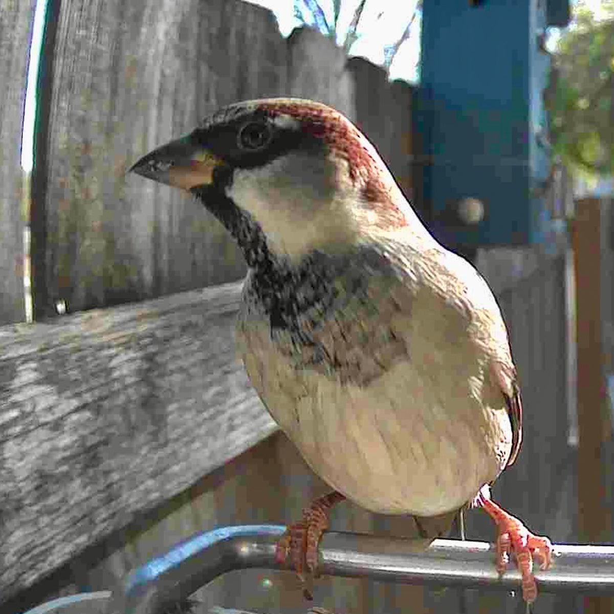 Sharper Image Smart Camera Bird Feeder