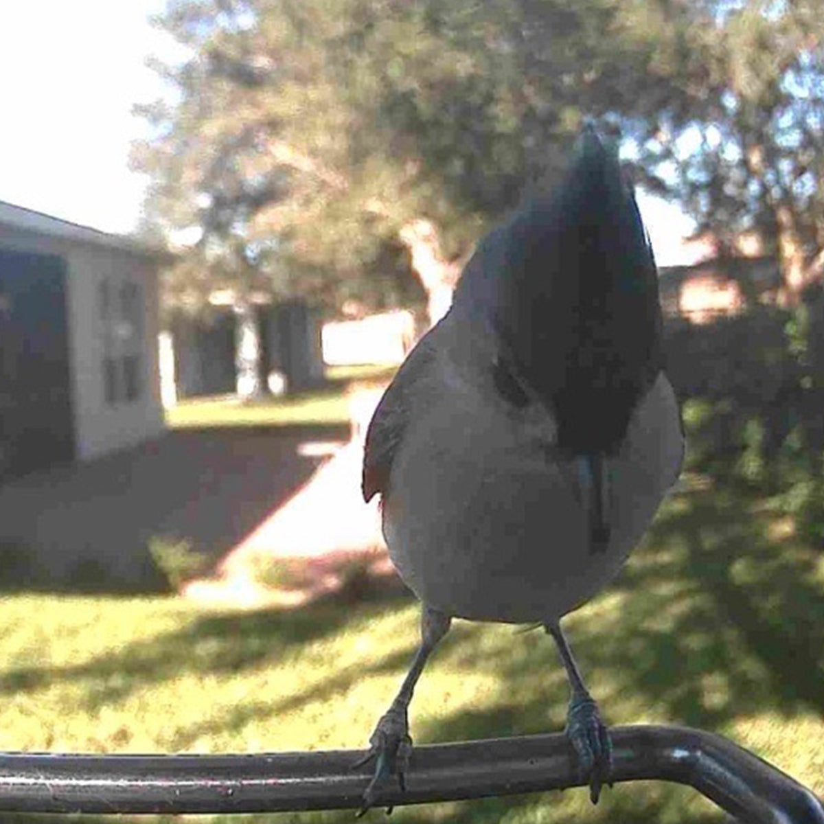 Sharper Image Smart Camera Bird Feeder
