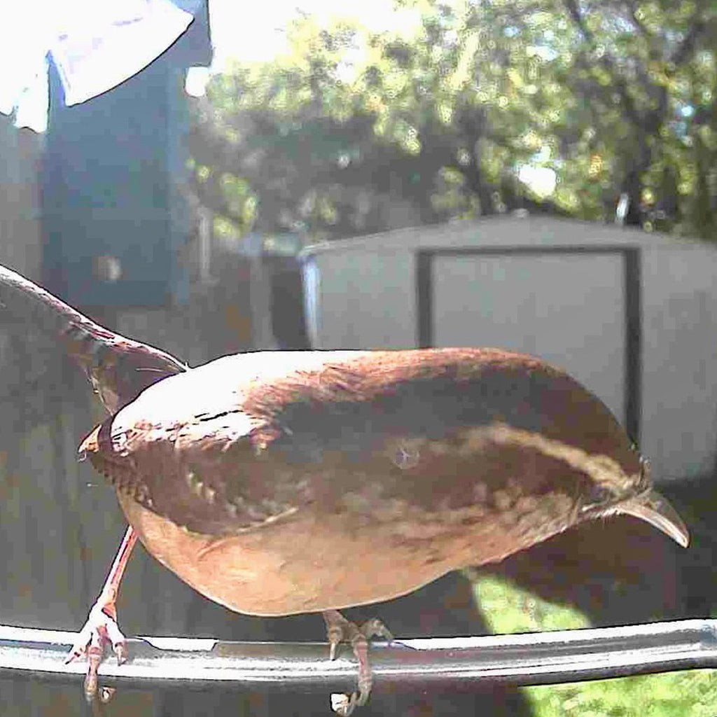 Sharper Image Smart Camera Bird Feeder