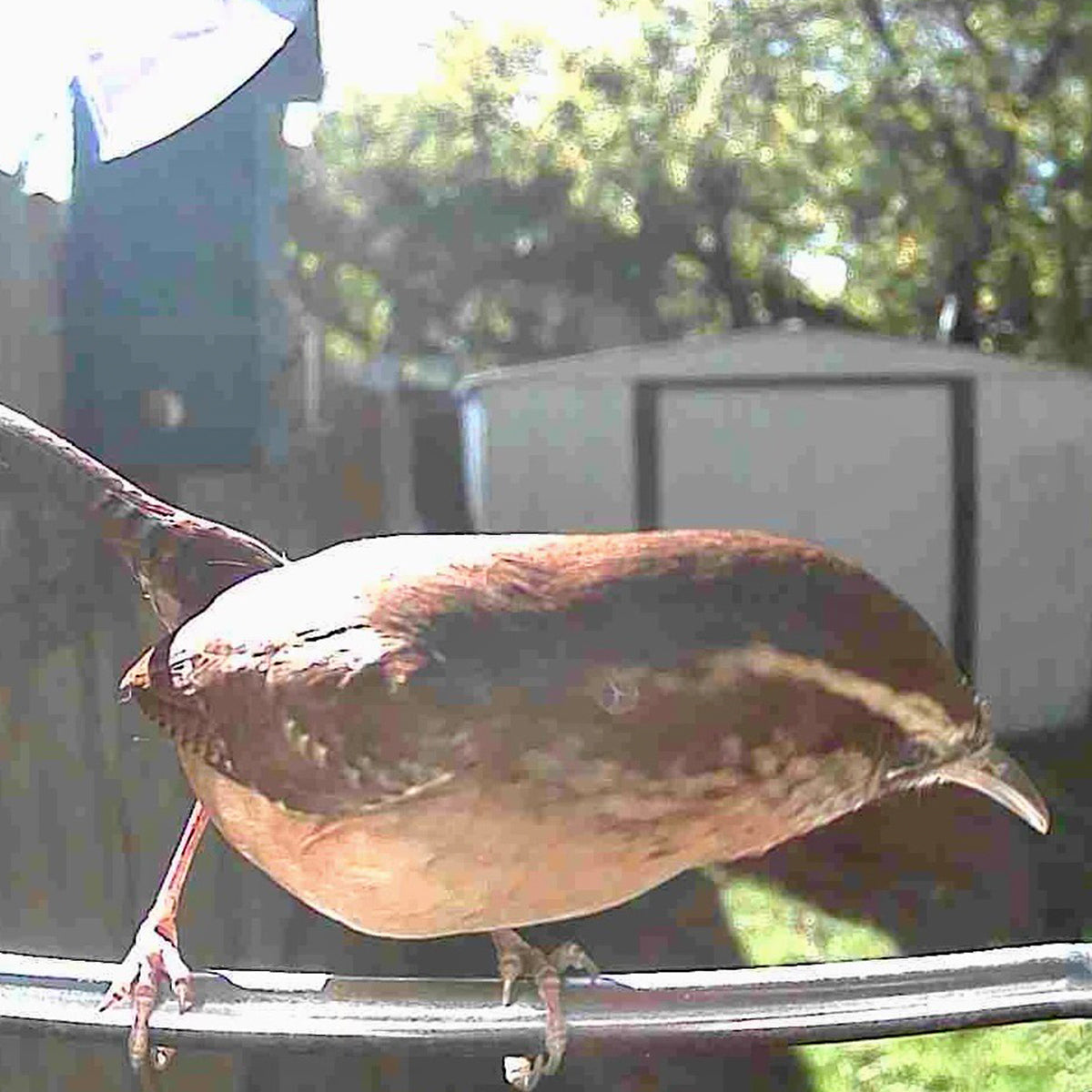 Sharper Image Smart Camera Bird Feeder