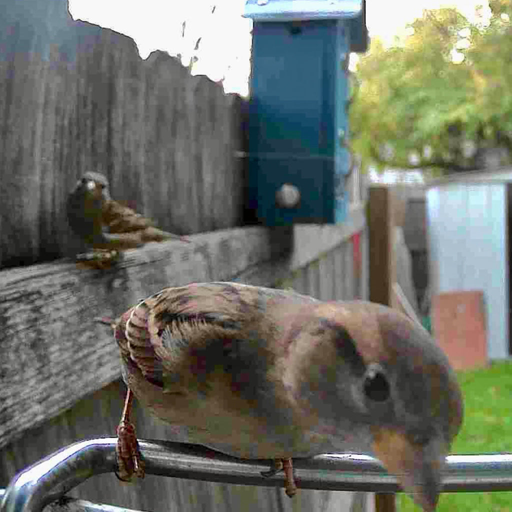 Sharper Image Smart Camera Bird Feeder