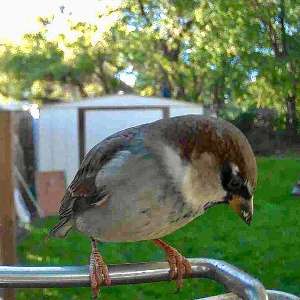 Sharper Image Smart Camera Bird Feeder