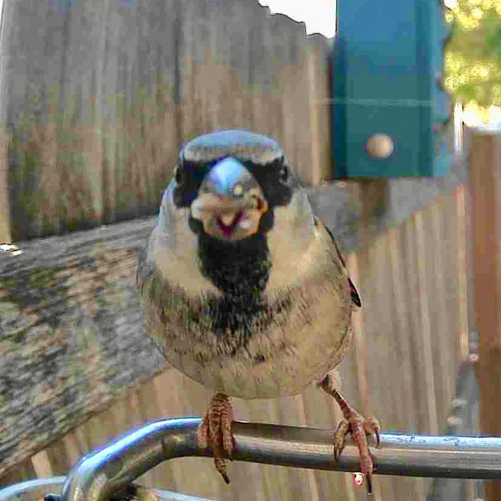 Sharper Image Smart Camera Bird Feeder