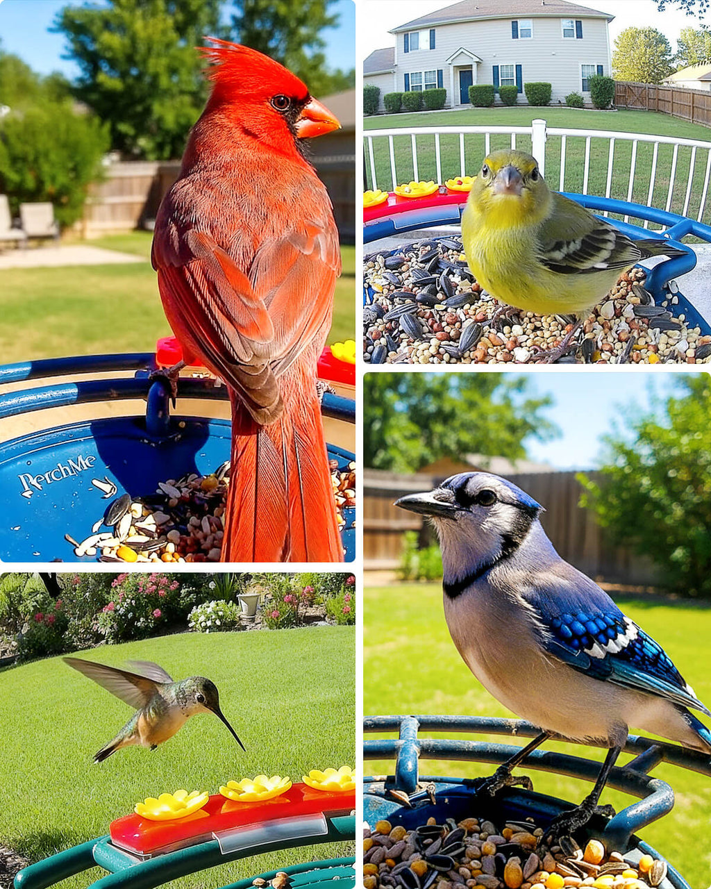 PerchMe Smart Bird Feeder with Camera