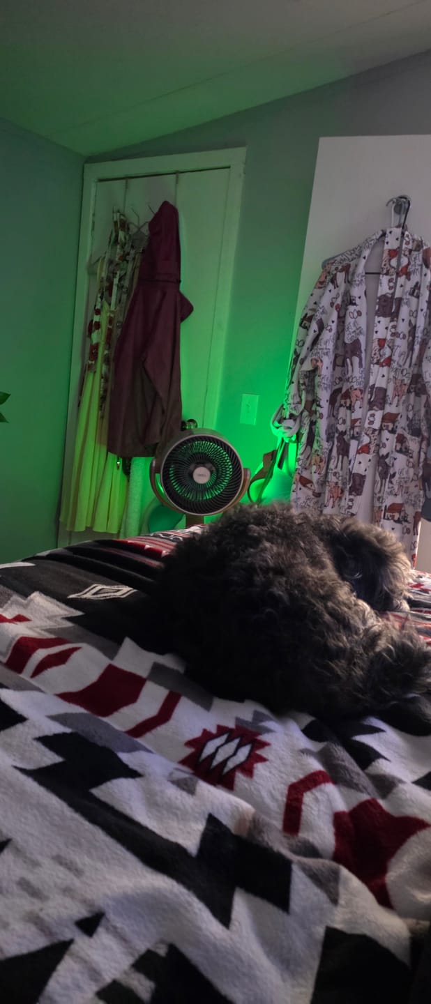 DREO Air Circulator Fan